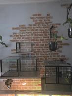 4 glazen terrariums los van elkaar of samen te koop!, Dieren en Toebehoren, Reptielen en Amfibieën | Toebehoren, Ophalen, Zo goed als nieuw