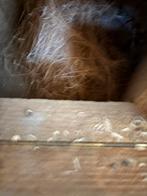 Broedblok voor vogels, Meerdere dieren, Parkiet