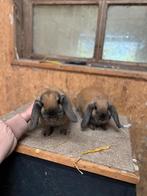 2 dwerg hangoor konijnen, Dieren en Toebehoren, Konijnen