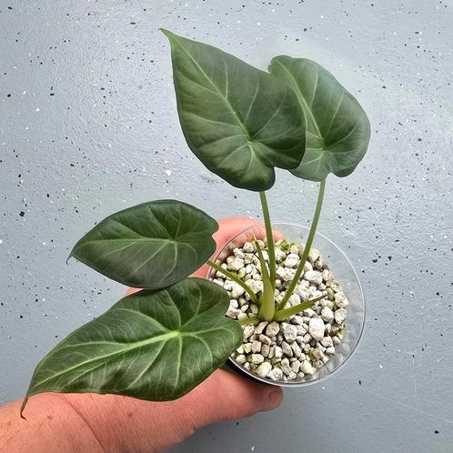 Alocasia Regal shield op hydrocultuur, Huis en Inrichting, Kamerplanten, Overige soorten, Minder dan 100 cm, Ophalen