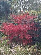 Japanse esdoorn, Tuin en Terras, Planten | Struiken en Hagen, Ophalen of Verzenden, Esdoorn, 100 tot 250 cm