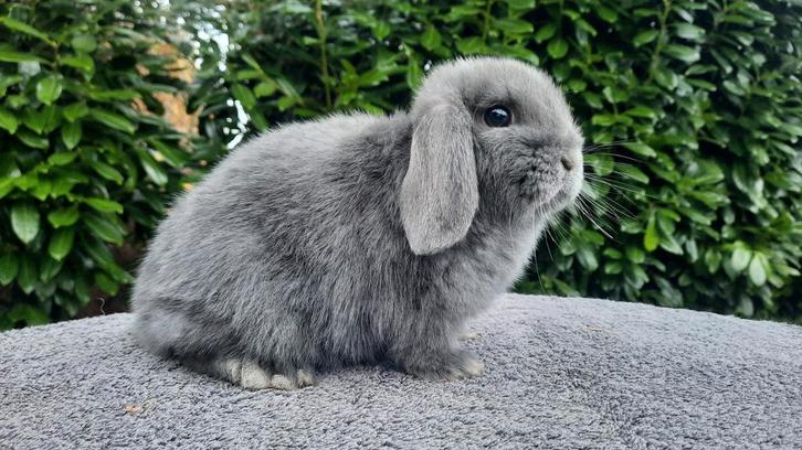 Mooi blauw minilop konijntje, Dieren en Toebehoren, Konijnen, Dwerg, Mannelijk