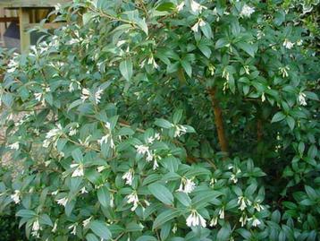 Osmanthus burkwoodii Schijnhulst bloei wit, geurt heerlijk beschikbaar voor biedingen