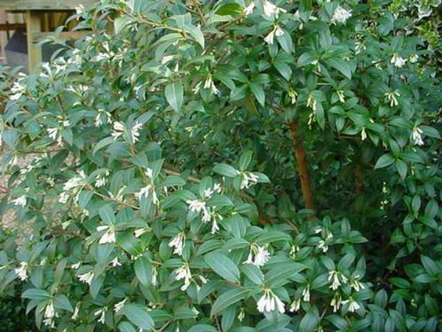 Osmanthus burkwoodii Schijnhulst bloei wit, geurt heerlijk, Tuin en Terras, Planten | Tuinplanten, Vaste plant, Overige soorten