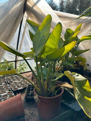 Strelitzia Nicolai - Paradijsvogelplant beschikbaar voor biedingen