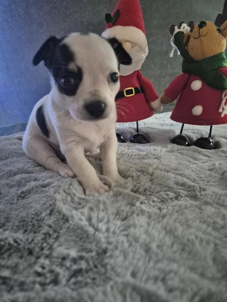 Chihuahua pups te koop, Dieren en Toebehoren, Honden | Chihuahua's en Gezelschapshonden, Meerdere dieren, Chihuahua, Particulier