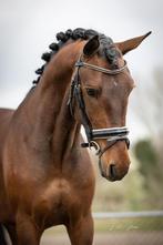 Knappe D pony, 3 tot 6 jaar, Recreatiepony, D pony (1.37m tot 1.48m), Zadelmak