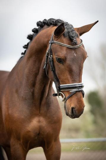 Knappe D pony beschikbaar voor biedingen