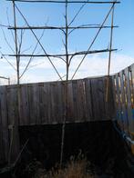 Leiboom Planten - Diverse Maten Beschikbaar, Ophalen of Verzenden