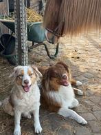 Australian Shepherd aussie met stamboom, Rabiës (hondsdolheid), Overige rassen, Meerdere, Meerdere dieren