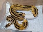 Python regius - Koningspython - Piebald Female, Slang