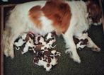 Kooikerhondje  pups met stamboom, Rabiës (hondsdolheid), 8 tot 15 weken, Eén hond, Nederland