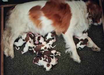 Kooiker  pups met stamboom  beschikbaar voor biedingen