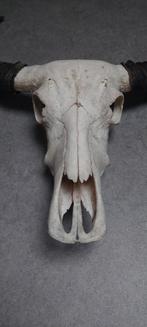 Wanddecoratie Bison gewei, Ophalen, Zo goed als nieuw