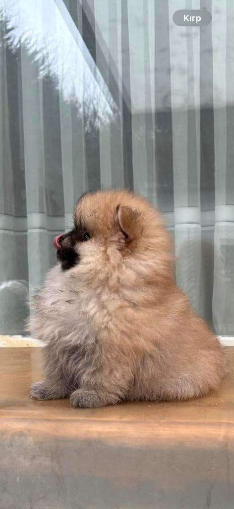 Pomeriaan (mini) pups te koop, Dieren en Toebehoren, Honden | Niet-rashonden, Klein, Reu, Particulier, Meerdere, Nederland, 8 tot 15 weken