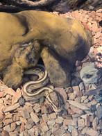 Konings Python Banana, Dieren en Toebehoren, Reptielen en Amfibieën, Slang, Met terrarium, 0 tot 2 jaar