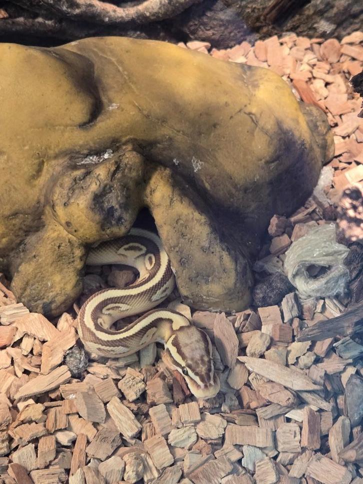 Konings Python Banana