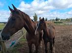 Prachtig hengstveulen, Dieren en Toebehoren, Paarden, Hengst, Springpaard, 0 tot 2 jaar