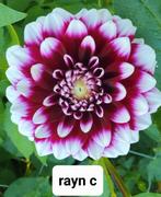 dahlia in verschillende kleuren, Ophalen of Verzenden, Voorjaar, Volle zon, Knol