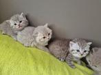 Brits Korthaar kitten in bijzondere kleuren Beschikbaar!, Dieren en Toebehoren, Katten en Kittens | Raskatten | Korthaar, Meerdere dieren