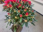 Rhododendron Y Karminkissen op stam, Tuin en Terras, Planten | Bomen, 100 tot 250 cm, Zomer, Ophalen, Volle zon