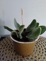 Prikneus 🌿Ruil mij!!🌿, Huis en Inrichting, Ophalen, Overige soorten, Minder dan 100 cm