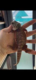 Baardagaam. Full monster, Dieren en Toebehoren, Reptielen en Amfibieën, Amfibie, 0 tot 2 jaar