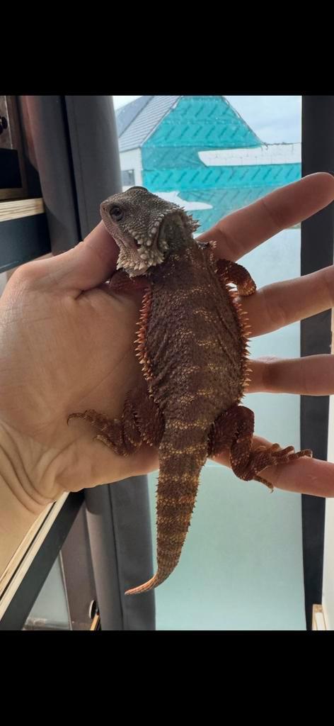 Baardagaam. Full monster, Dieren en Toebehoren, Reptielen en Amfibieën, Amfibie, 0 tot 2 jaar