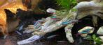 Kardinaaltetra's M en L 2,1-2,3 cm, Dieren en Toebehoren, Vissen | Aquariumvissen, Vis