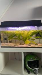 Aquarium met guppen, Dieren en Toebehoren, Ophalen of Verzenden, Zo goed als nieuw, Gevuld zoetwateraquarium