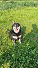 Oppas (hond) gezocht, Dieren en Toebehoren, September, Mannelijk