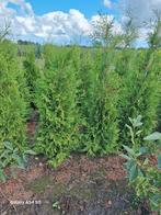 Thuja occidentalis brabant, conifeer tot 175 cm, Ophalen of Verzenden, Conifeer, 100 tot 250 cm