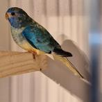 Splendids parkieten, Meerdere dieren, Parkiet