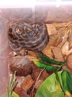 morelia spilota ( tapijtpython ) beurs antwerpen / hilversum, Dieren en Toebehoren, Slang, 0 tot 2 jaar