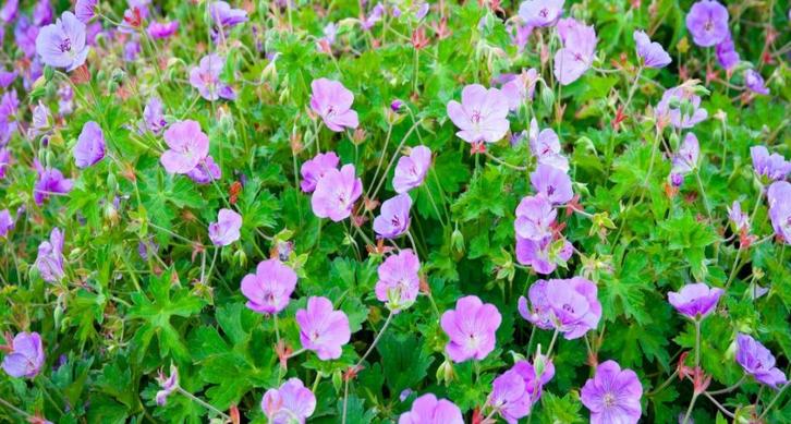 Geranium ‘Rozanne’ – Een Bloemenzee die Nooit Ophoudt!, Tuin en Terras, Planten | Tuinplanten, Bodembedekkers, Volle zon, Ophalen