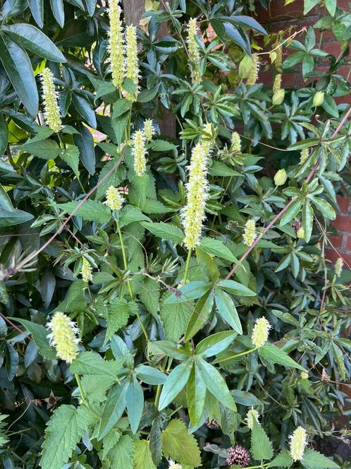 Dropplant wit, Tuin en Terras, Planten | Tuinplanten, Vaste plant, Kruiden, Volle zon, Zomer, Ophalen