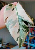Monstera variegata stek, Ophalen, Halfschaduw, Minder dan 100 cm