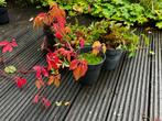 Wilde wingerd stekken - Parthenocissus quinquefolia, Ophalen, Volle zon, Vaste plant, Bloeit niet