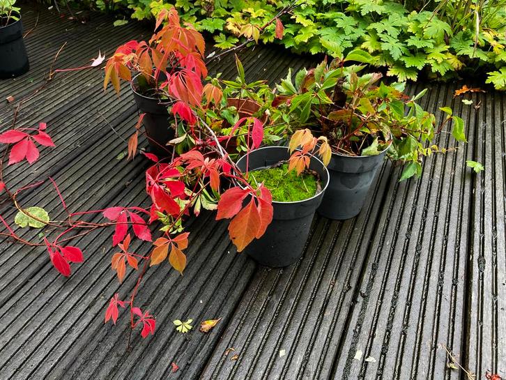 Wilde wingerd stekken - Parthenocissus quinquefolia, Tuin en Terras, Planten | Tuinplanten, Vaste plant, Klimplanten, Volle zon