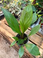 Anthurium Jungle King - Prachtplant in 21cm Pot!, Ophalen of Verzenden