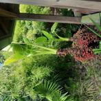 Grote Alocasia,  3 grote strilizia,  binnen en buiten, Ophalen of Verzenden, Overige soorten, Volle zon