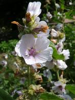 Althaea officinalis in een 2 liter pot gelijk een grote plan, Kruiden, Zomer, Vaste plant, Ophalen