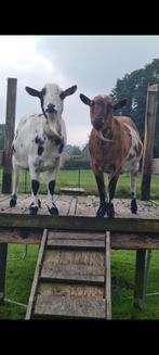 2 lieve gecastreerde broertjes, Dieren en Toebehoren, Schapen, Geiten en Varkens, Mannelijk, Geit, 6 jaar of ouder
