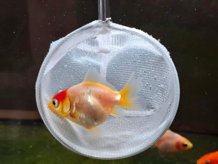 Yuan bao Sluierstaart - Parelmoer schubpatroon, Dieren en Toebehoren, Vissen | Aquariumvissen, Vis