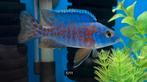 Aulonocara Red Blotched Rubin Red Malawi Cichlide vrouw, Vis, Zoetwatervis