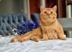 Rood Gen,Tik Dekkater, Dieren en Toebehoren, Katten en Kittens | Raskatten | Korthaar, Kater, 0 tot 2 jaar