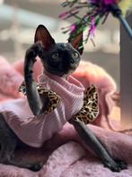Uniek sphynx kitten meisje met stamboom. 🎀, Dieren en Toebehoren, Katten en Kittens | Raskatten | Korthaar, Poes, Gechipt, 0 tot 2 jaar