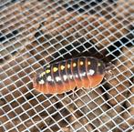 Armadillidium klugii "Montenegro" isopods pissebedden, Overige soorten