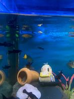 jonge blackmollys, Dieren en Toebehoren, Vissen | Aquariumvissen, Vis