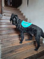 (hulp)hond hesjes op maat, Dieren en Toebehoren, Ophalen of Verzenden, Zo goed als nieuw